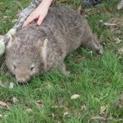 Vombatus ursinus (Bare-nosed Wombat) at Gundaroo, NSW - 17 Oct 2015 by Gunyijan