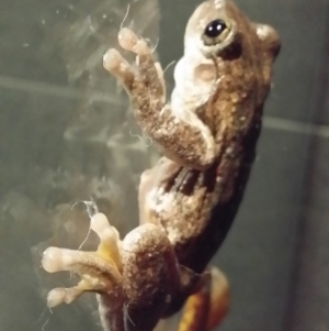 Litoria peronii at Gundaroo, NSW - 7 Jun 2016