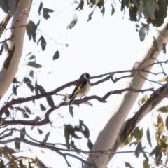 Carduelis carduelis (European Goldfinch) at Michelago, NSW - 28 Jul 2019 by Illilanga