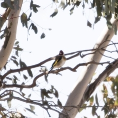 Carduelis carduelis at Michelago, NSW - 28 Jul 2019