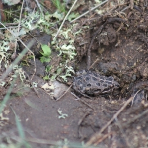 Limnodynastes tasmaniensis at Gundaroo, NSW - 11 Apr 2014 05:07 PM