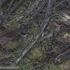 Sericornis frontalis (White-browed Scrubwren) at Coree, ACT - 20 Jul 2019 by BIrdsinCanberra