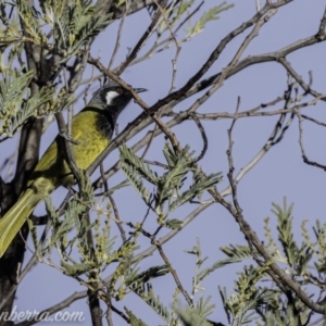 Nesoptilotis leucotis at Coree, ACT - 21 Jul 2019