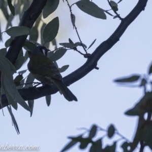 Nesoptilotis leucotis at Coree, ACT - 21 Jul 2019 07:56 AM