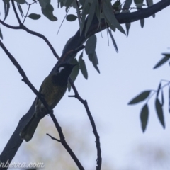 Nesoptilotis leucotis at Coree, ACT - 21 Jul 2019 07:56 AM