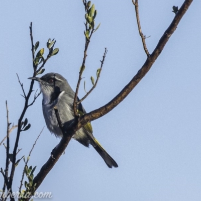 Phylidonyris pyrrhopterus (Crescent Honeyeater) at Coree, ACT - 20 Jul 2019 by BIrdsinCanberra