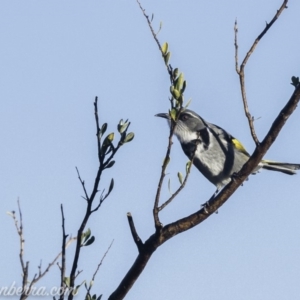 Phylidonyris pyrrhopterus at Coree, ACT - 21 Jul 2019