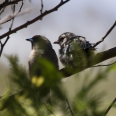 Artamus cyanopterus at Michelago, NSW - 2 Feb 2015