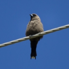 Artamus cyanopterus at Michelago, NSW - 2 Feb 2015 02:04 PM