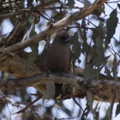 Artamus cyanopterus at Michelago, NSW - 7 Nov 2017