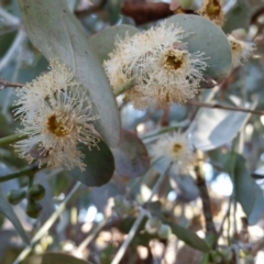 Eucalyptus cinerea subsp. cinerea (Argyle Apple) at Rugosa - 31 Aug 2017 by SenexRugosus