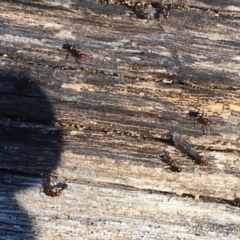 Papyrius nitidus (Shining Coconut Ant) at Deakin, ACT - 30 Jul 2019 by kieranh