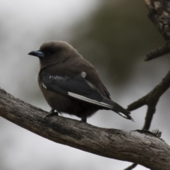 Artamus cyanopterus (Dusky Woodswallow) at Illilanga & Baroona - 28 Jan 2018 by Illilanga