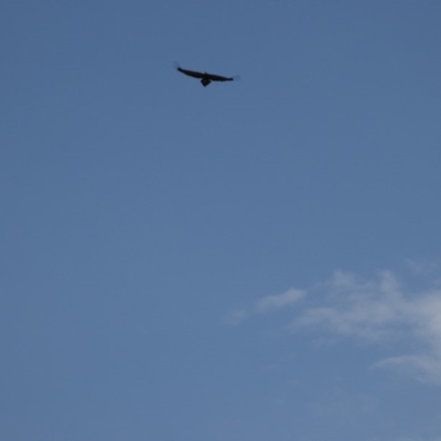 Aquila audax (Wedge-tailed Eagle) at Yass River, NSW - 27 Jan 2018 by SenexRugosus