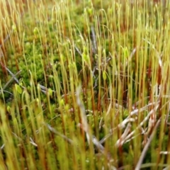 Bryaceae (family) (A moss) at Yass River, NSW - 22 Aug 2018 by SenexRugosus