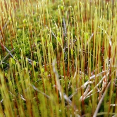 Bryaceae (family) (A moss) at Yass River, NSW - 22 Aug 2018 by SenexRugosus