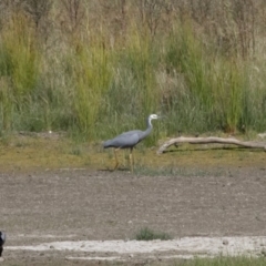 Egretta novaehollandiae (White-faced Heron) at Michelago, NSW - 2 Apr 2018 by Illilanga