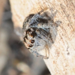 Maratus calcitrans (Kicking peacock spider) at Dunlop, ACT - 30 Jul 2019 by Harrisi