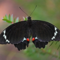 Papilio aegeus (Orchard Swallowtail, Large Citrus Butterfly) at Hackett, ACT - 26 Dec 2017 by TimL