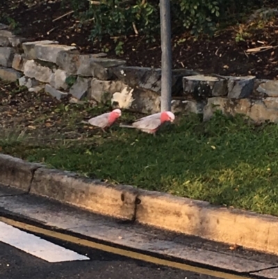 Eolophus roseicapilla (Galah) at Tewantin, QLD - 30 Jul 2019 by FelicityM