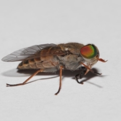 Dasybasis sp. (genus) at Evatt, ACT - 29 Dec 2017 05:38 PM