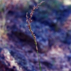 Lepidosperma laterale (Variable Sword Sedge) at Conder, ACT - 28 Feb 2001 by MichaelBedingfield