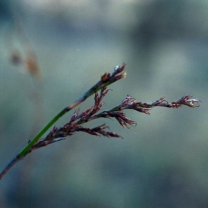 Lepidosperma laterale at Conder, ACT - 9 Jun 2000 12:00 AM