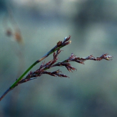 Lepidosperma laterale (Variable Sword Sedge) at Conder, ACT - 8 Jun 2000 by michaelb