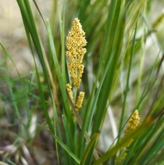 Lomandra longifolia (Spiny-headed Mat-rush, Honey Reed) at Conder, ACT - 8 Nov 1999 by michaelb