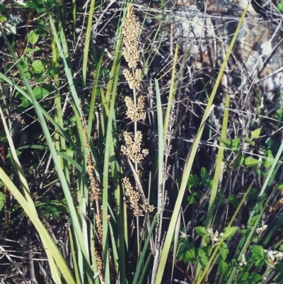 Lomandra longifolia (Spiny-headed Mat-rush, Honey Reed) at Tuggeranong Hill - 12 Jan 2000 by michaelb