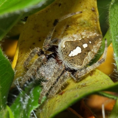 Hortophora sp. (genus) (Garden orb weaver) at Evatt, ACT - 25 Dec 2017 by TimL