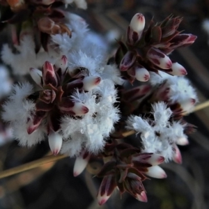 Styphelia attenuata at Bonython, ACT - 30 Jul 2019