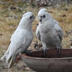 Cacatua sanguinea (Little Corella) at Wanniassa, ACT - 27 Jul 2019 by JohnBundock