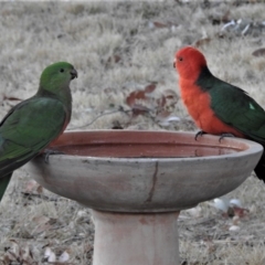 Alisterus scapularis (Australian King-Parrot) at Wanniassa, ACT - 27 Jul 2019 by JohnBundock