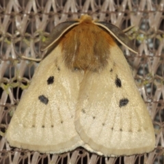 Anthela ocellata (Eyespot Anthelid moth) at Evatt, ACT - 29 Jul 2019 by TimL