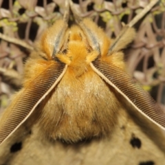 Anthela ocellata at Evatt, ACT - 29 Jul 2019 07:39 PM