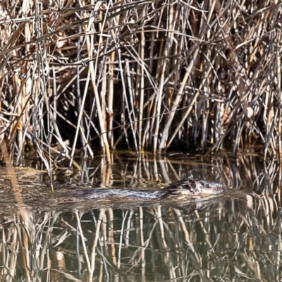 Hydromys chrysogaster (Rakali or Water Rat) at Fyshwick, ACT - 31 Jul 2019 by Roger