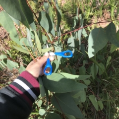 Eucalyptus (genus) (A Gum Tree) at Noosaville, QLD - 29 Jul 2019 by Kelserr