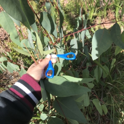 Eucalyptus (genus) (A Gum Tree) at Noosaville, QLD - 29 Jul 2019 by Kelserr