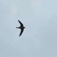 Hirundapus caudacutus (White-throated Needletail) at Penrose - 14 Mar 2018 by NigeHartley