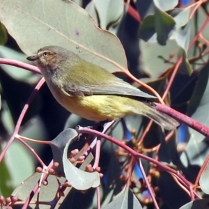 Smicrornis brevirostris at Gordon, ACT - 31 Jul 2019 12:26 PM