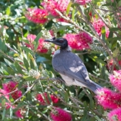 Philemon corniculatus (Noisy Friarbird) at Penrose, NSW - 11 Nov 2018 by NigeHartley