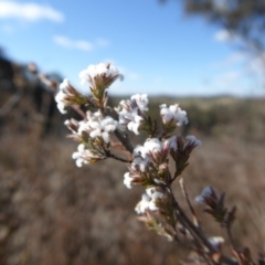 Styphelia attenuata (Small-leaved Beard Heath) at Yass River, NSW - 31 Jul 2019 by SenexRugosus