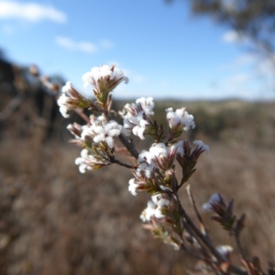 Leucopogon attenuatus (Small-leaved Beard Heath) at Rugosa - 30 Jul 2019 by SenexRugosus