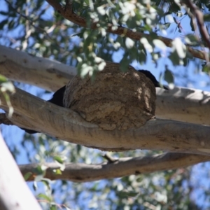 Corcorax melanorhamphos at Deakin, ACT - 31 Jul 2019