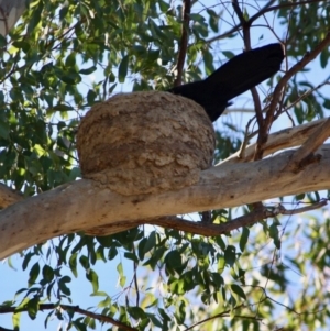 Corcorax melanorhamphos at Deakin, ACT - 31 Jul 2019