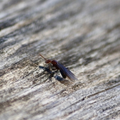 Papyrius nitidus (Shining Coconut Ant) at Deakin, ACT - 31 Jul 2019 by LisaH