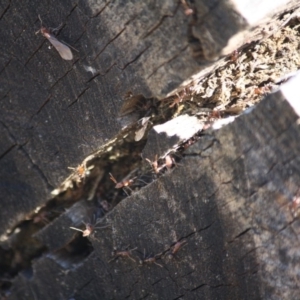 Papyrius nitidus at Deakin, ACT - suppressed