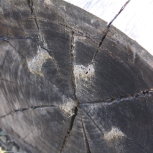 Papyrius nitidus at Deakin, ACT - suppressed