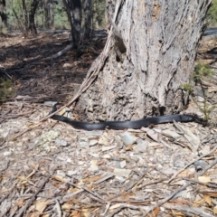 Pseudechis porphyriacus (Red-bellied Black Snake) at Rugosa - 31 Mar 2018 by SenexRugosus